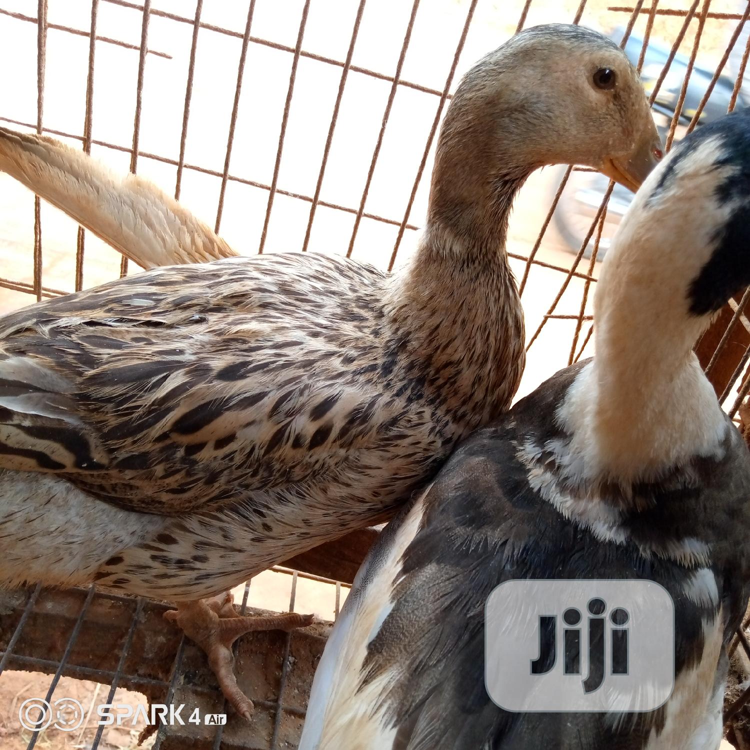 Pure Breed Mallard Ducks