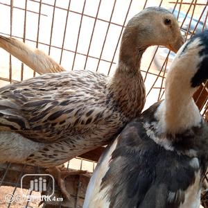 Pure Breed Mallard Ducks