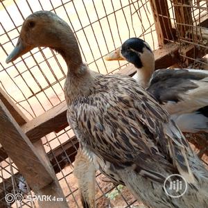 Pure Breed Mallard Ducks