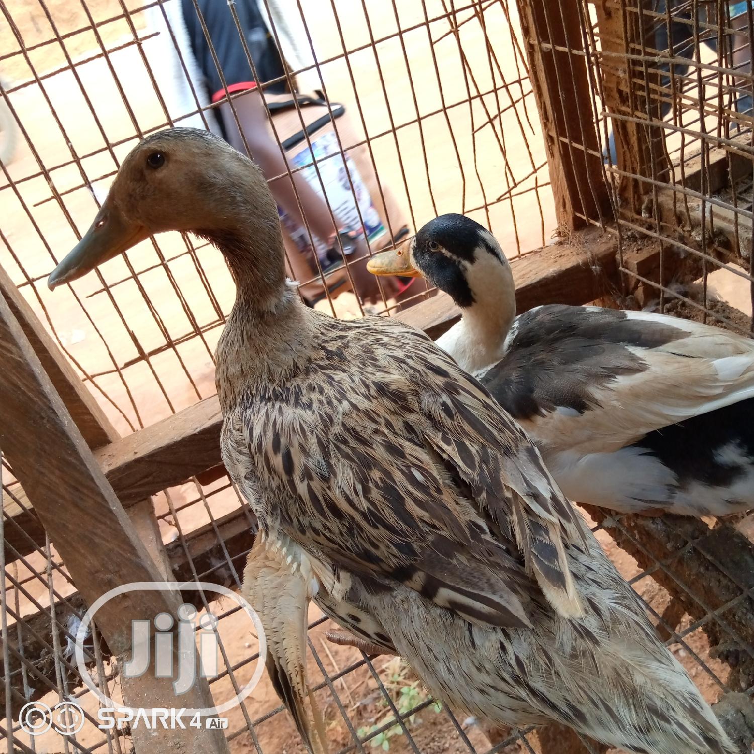 Pure Breed Mallard Ducks