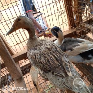 Pure Breed Mallard Ducks