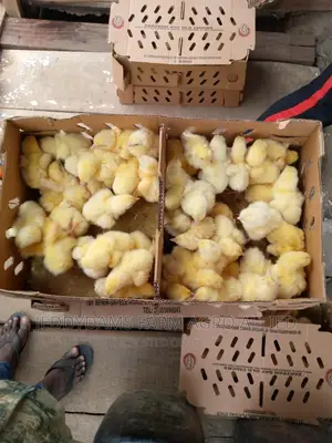 Chubbyb Broiler