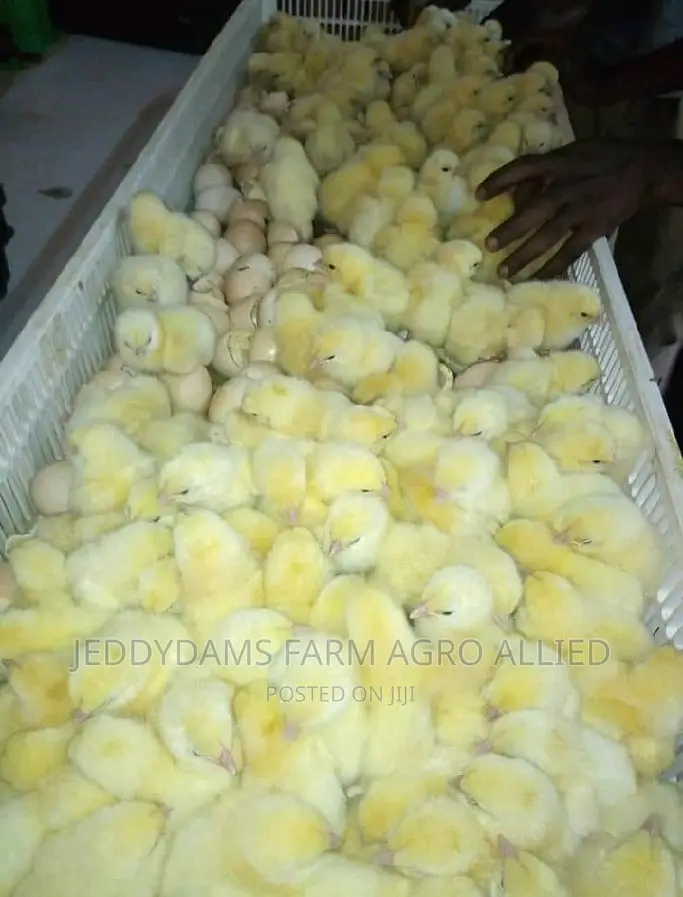Chubbyb Broiler