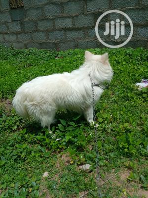 1+ year Male Purebred American Eskimo