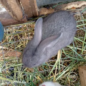 Well Vaccinated Pure Bred Satin Rabbits
