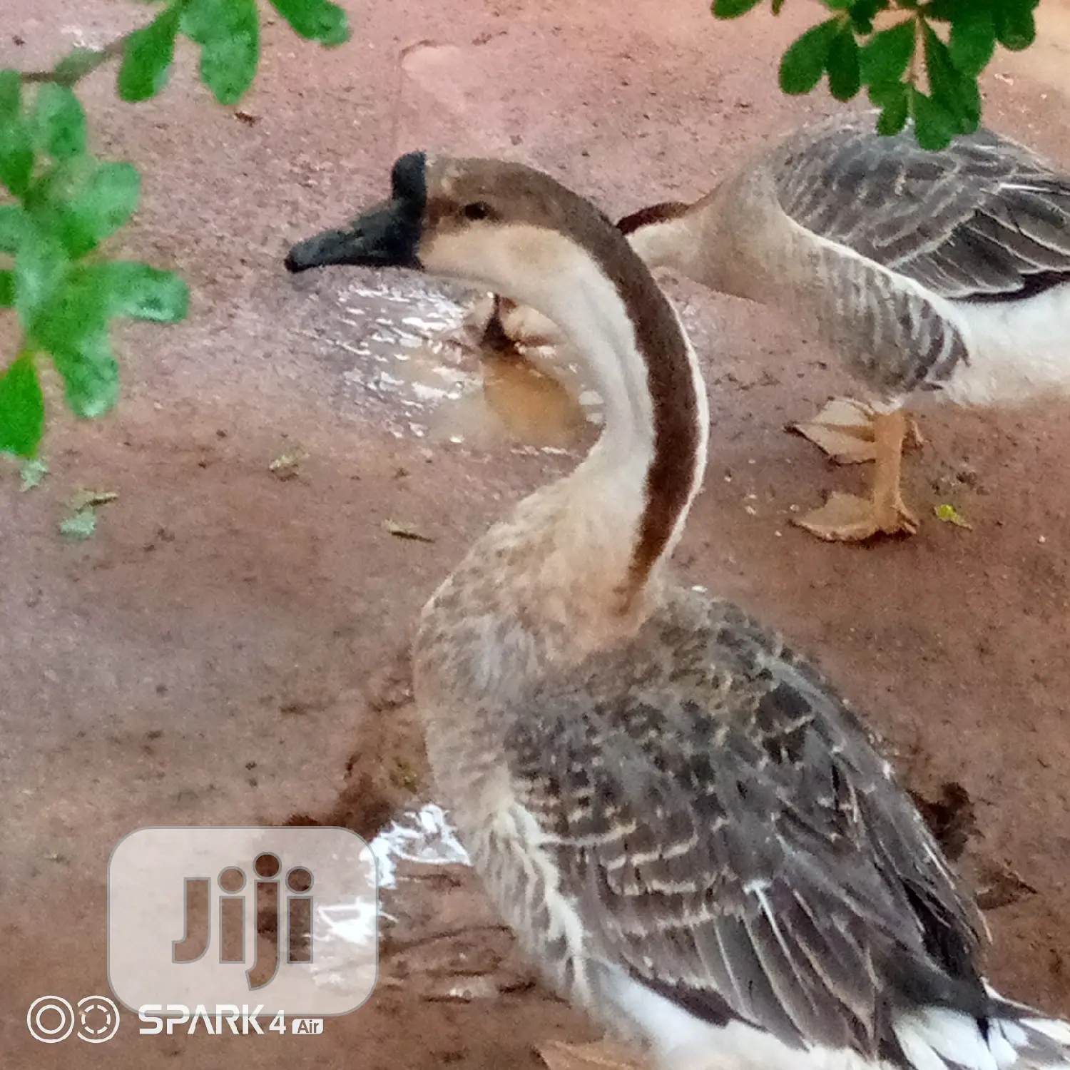 Chinese Geese
