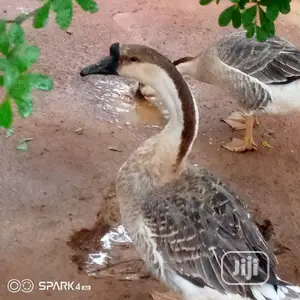 Chinese Geese