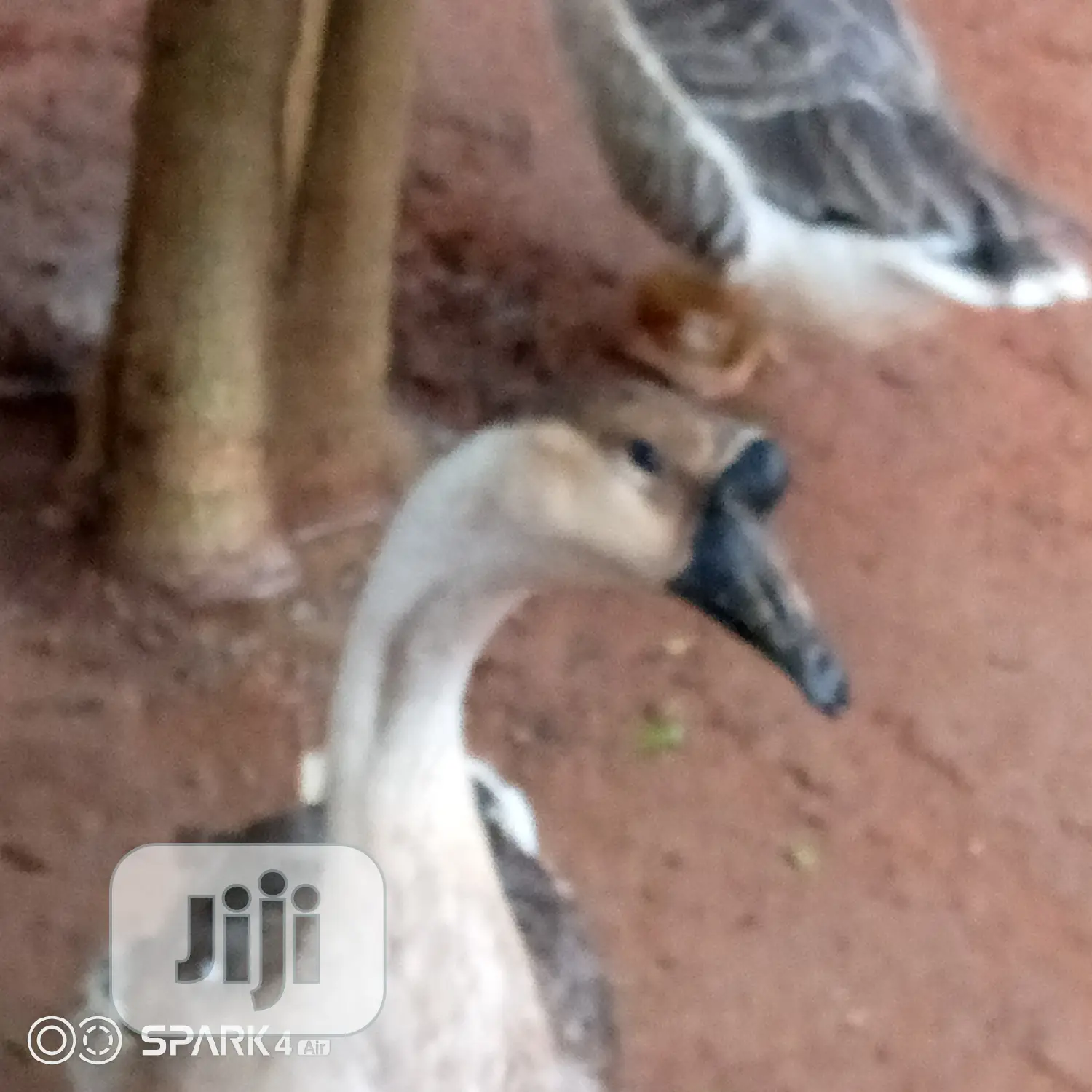 Chinese Geese
