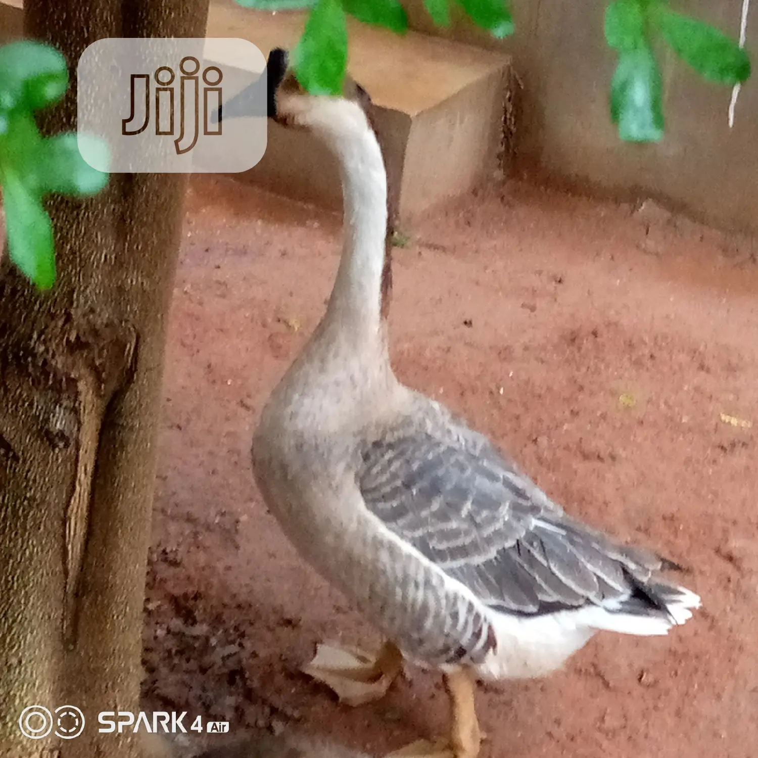 Chinese Geese