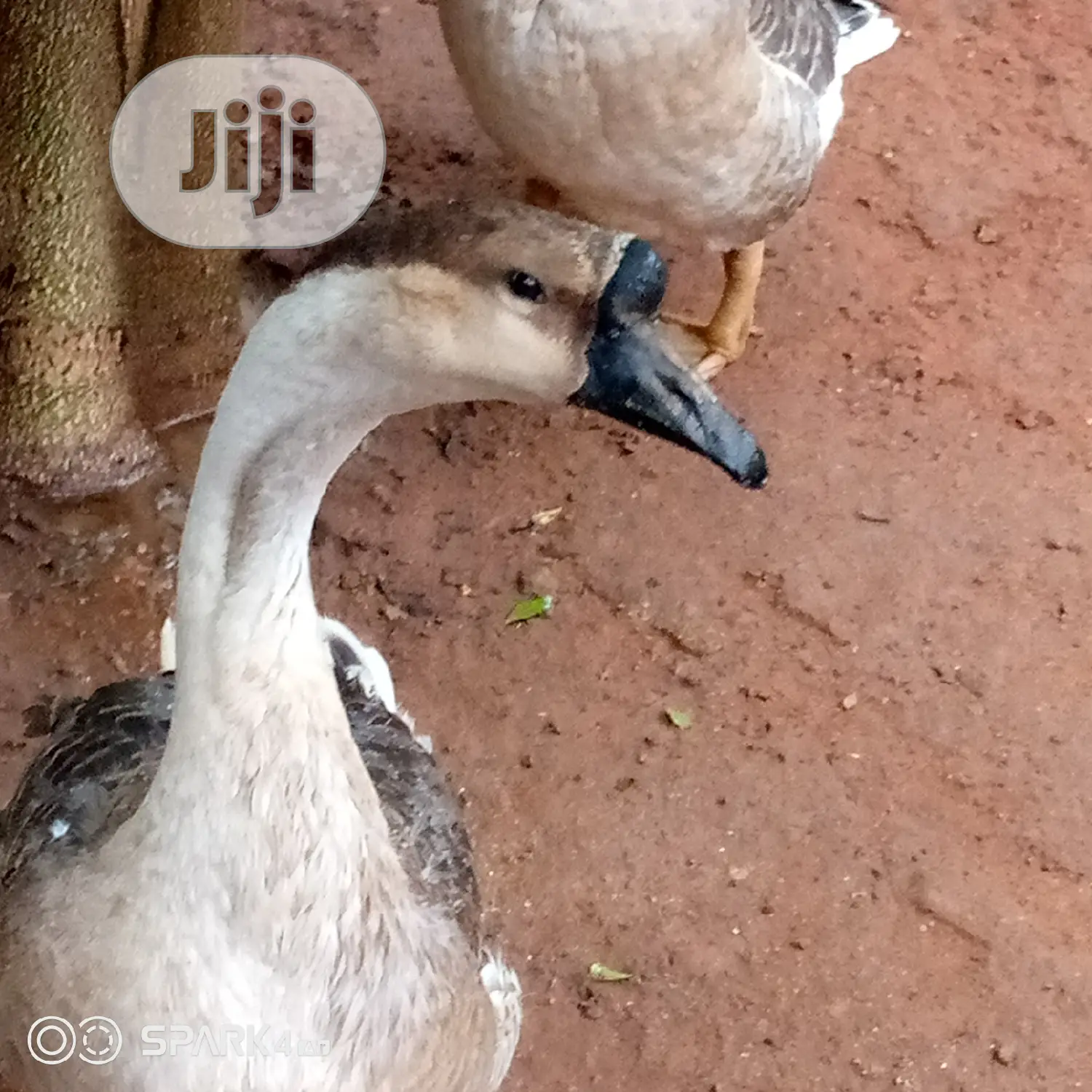 Chinese Geese
