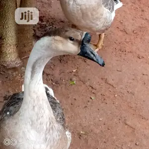 Chinese Geese