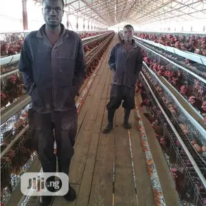 China Factory Hot Dipped Galvanized Battery Cage Quality Poultry Cage