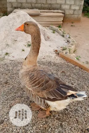 Point Of Lay Canada Goose
