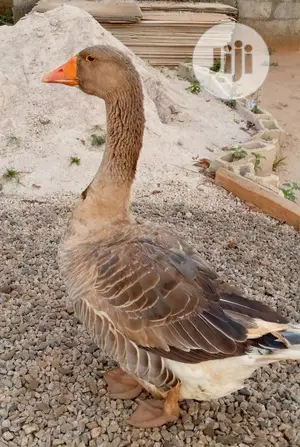Point Of Lay Canada Goose