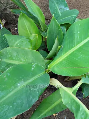 Dwarf Banana Sucker (Carvendish)