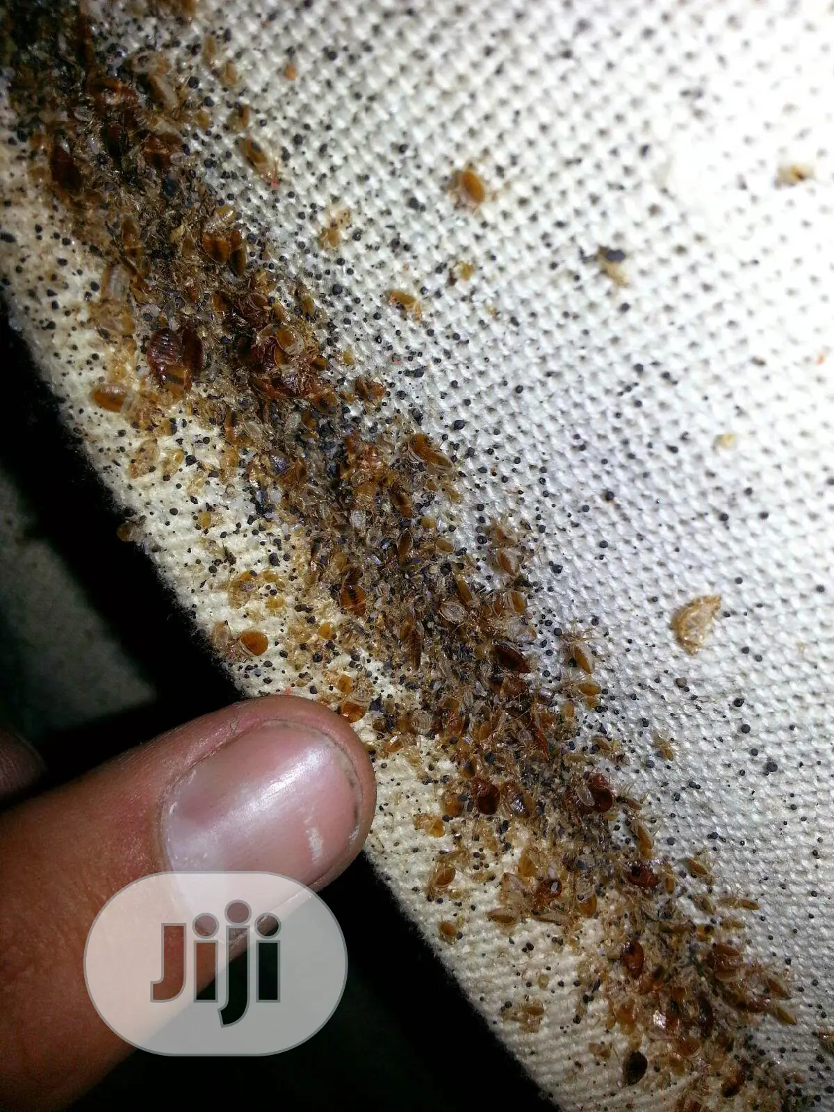 Save Yourself Months Of Suffering From Bedbug