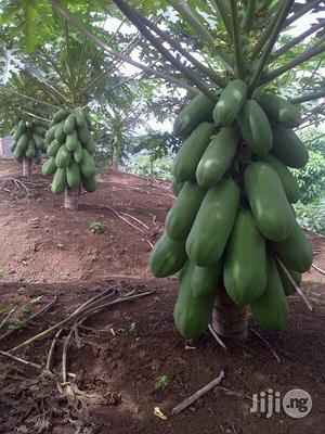 Pawpaw Seed (Dwarf Hybrid)