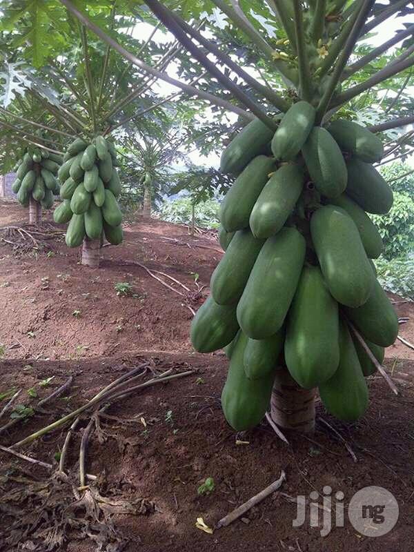 Pawpaw Seed (Dwarf Hybrid)