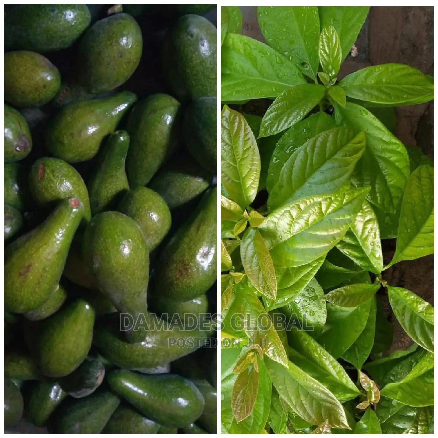 Avocado Pear