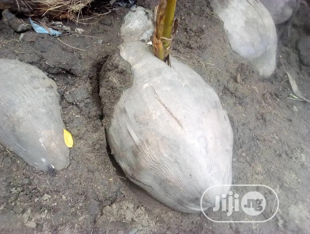 Introducing the Dwarf Coconut