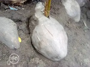 Introducing the Dwarf Coconut