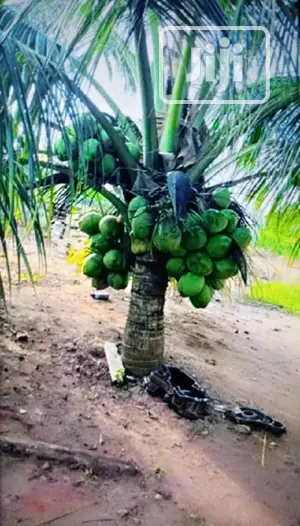 Introducing the Dwarf Coconut