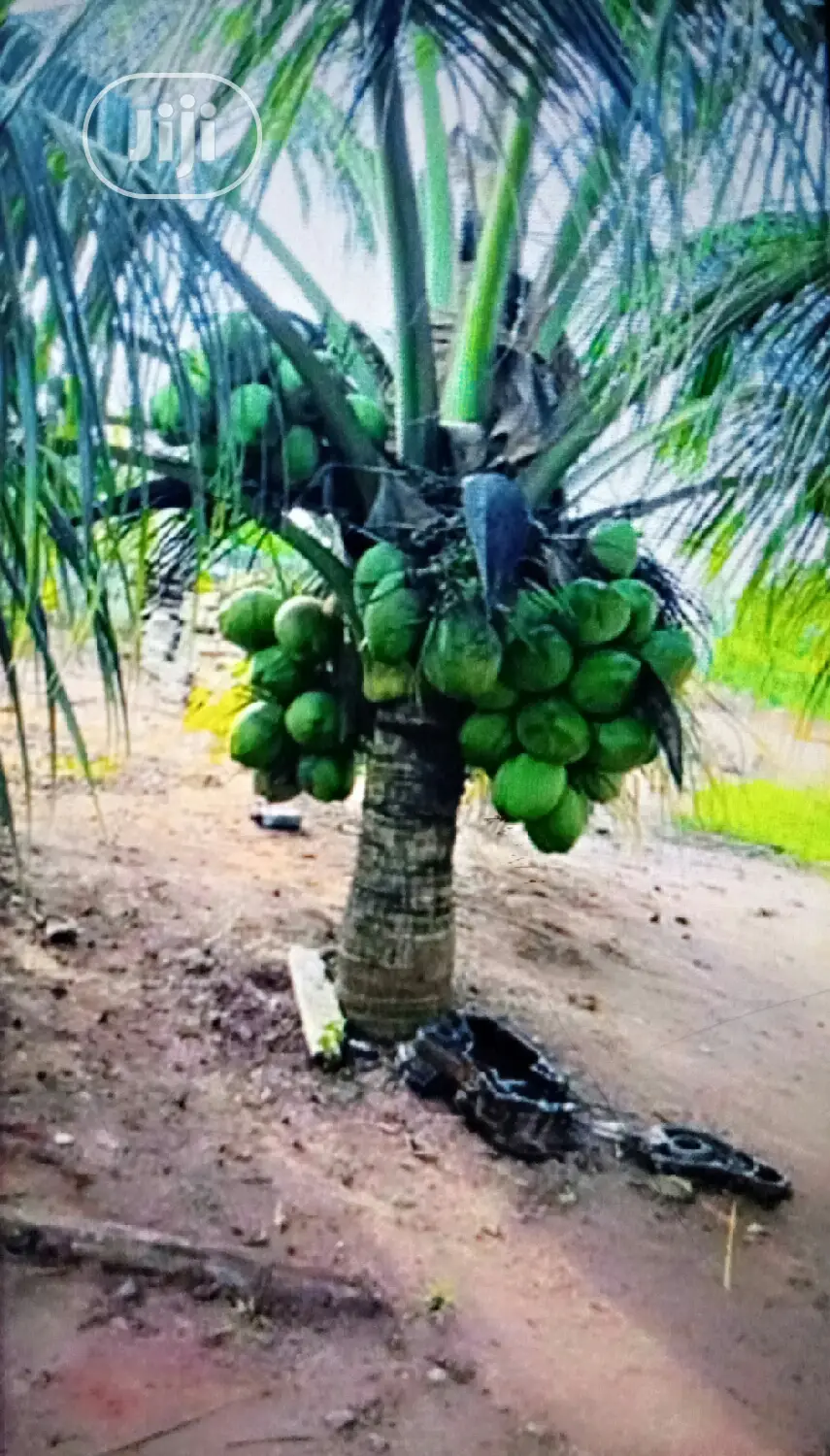 Introducing the Dwarf Coconut