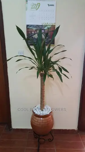 Poted Plants