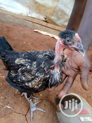 Show And Ornamental Chicken