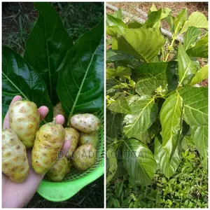 Noni Plant Seedling
