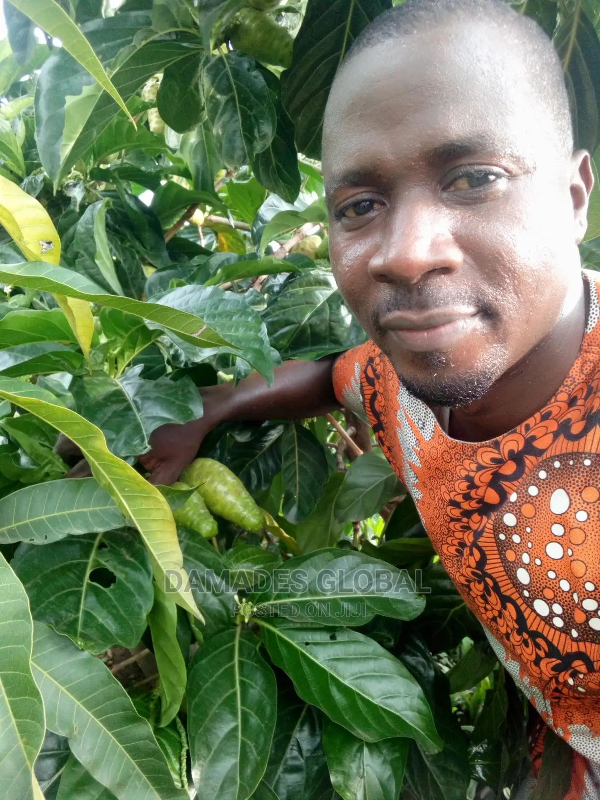 Noni Plant Seedling