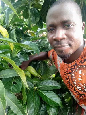 Noni Plant Seedling