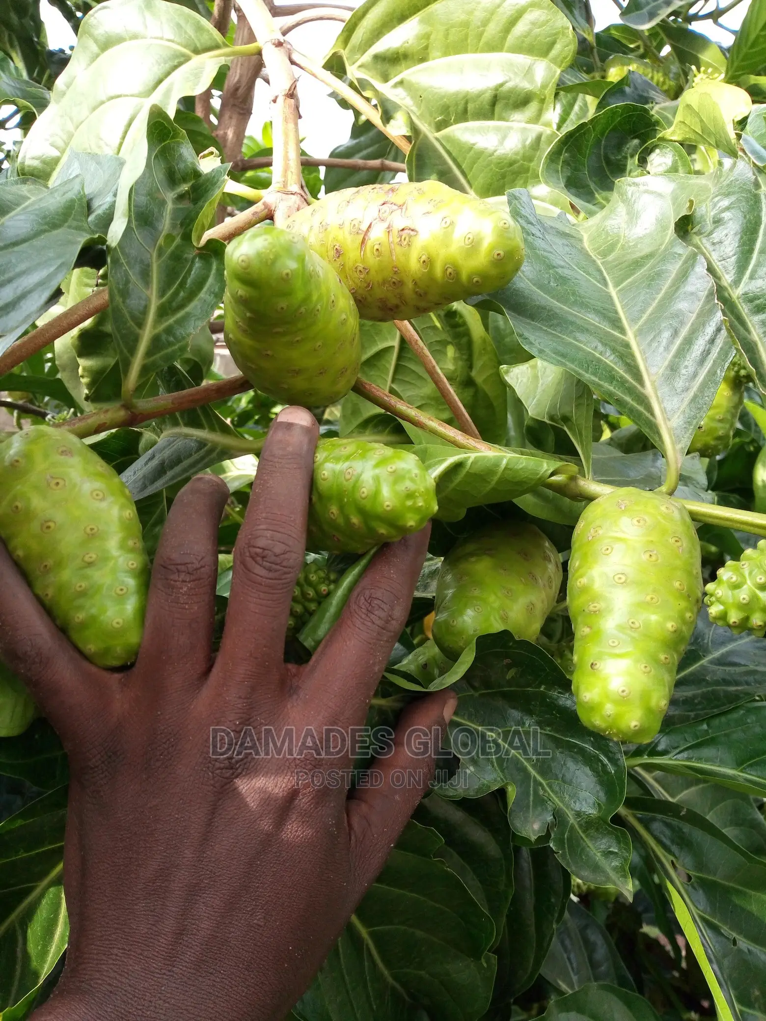 Noni Plant Seedling