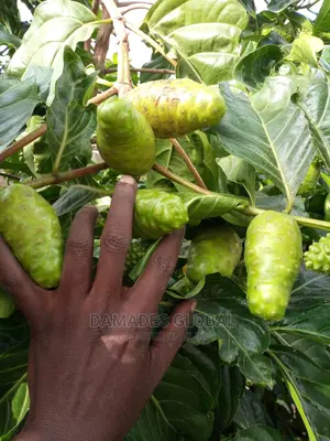 Noni Plant Seedling