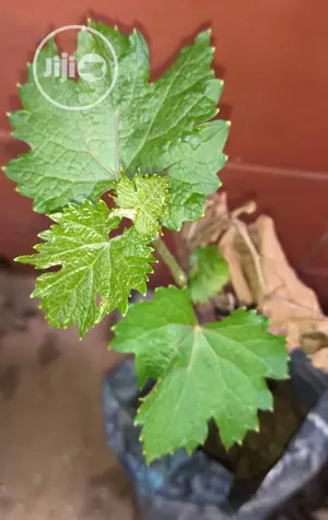 Fruit Plants Nursery