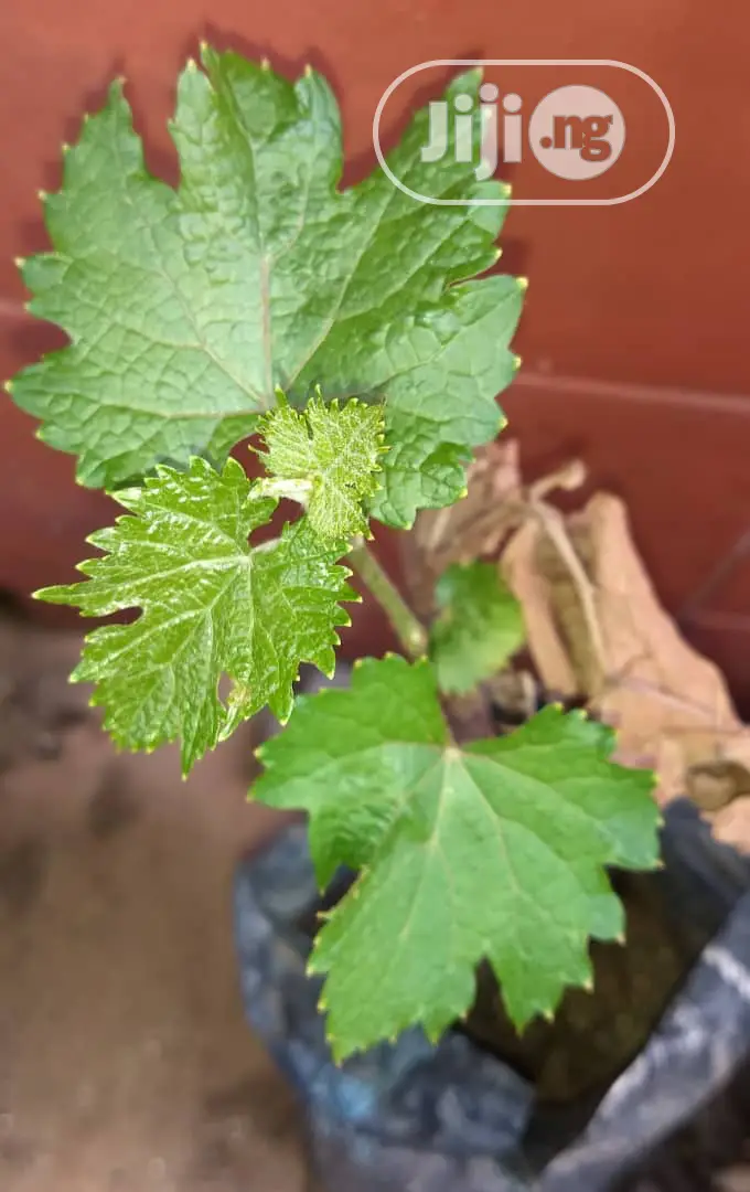 Fruit Plants Nursery