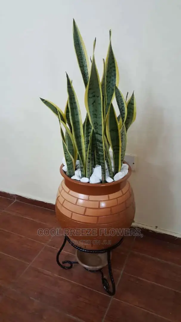 Solid And Durable Pots