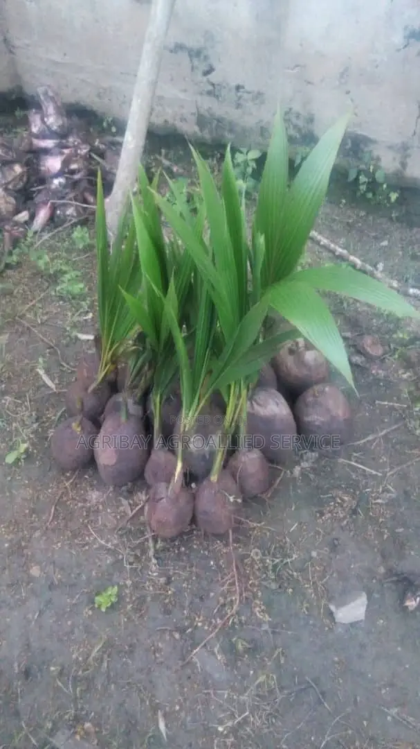 Hybrid Dwarf Coconut Seedlings
