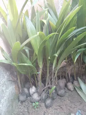 Hybrid Dwarf Coconut Seedlings