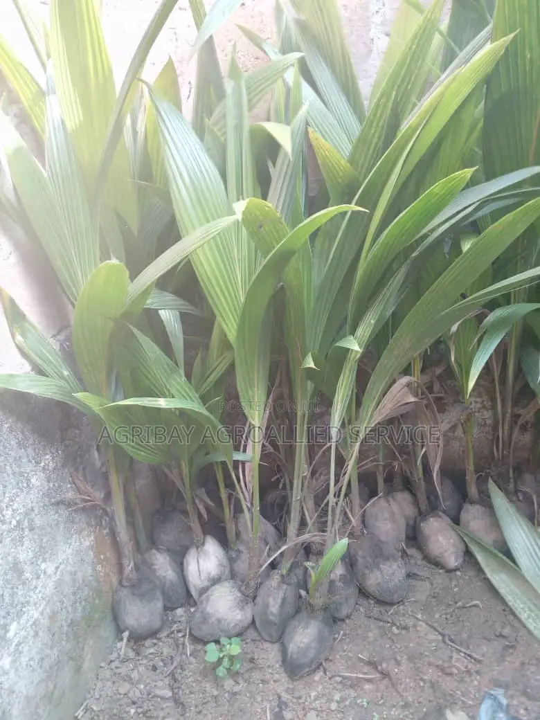 Hybrid Dwarf Coconut Seedlings