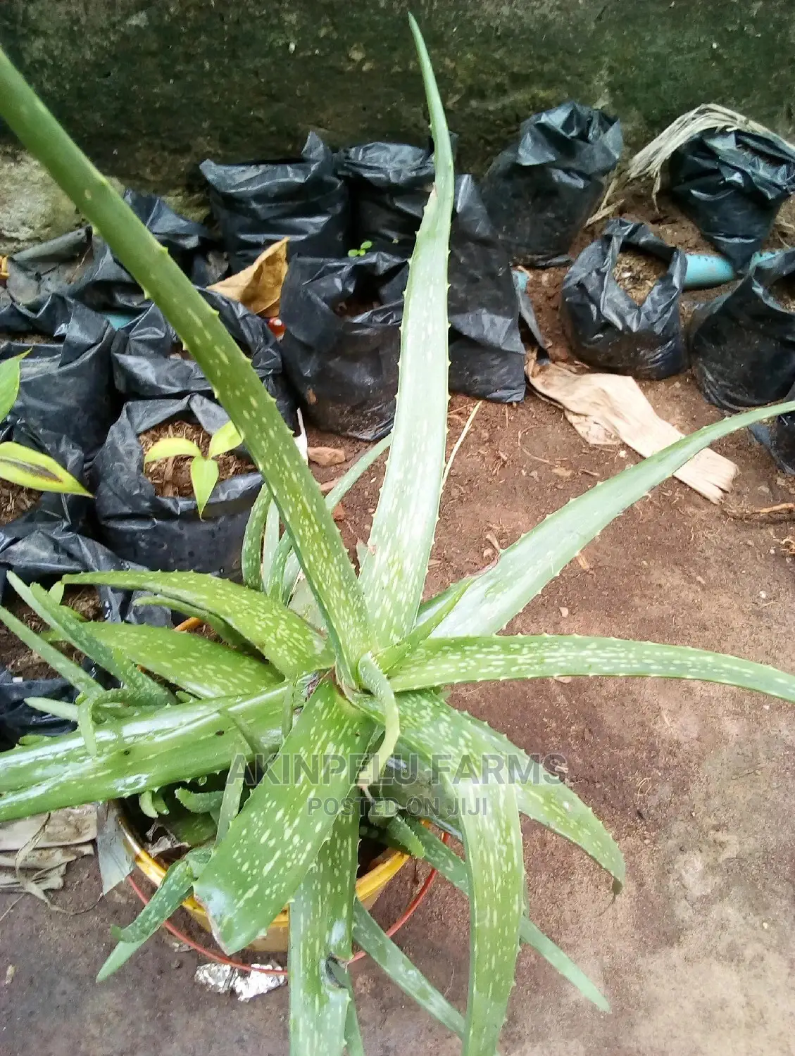 Aloe Vera Plant