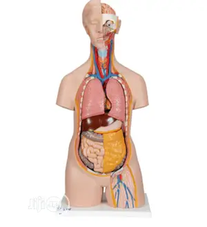 Huma Torso For Laboratory