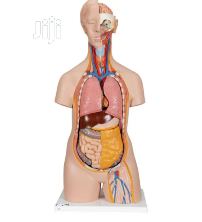 Huma Torso For Laboratory