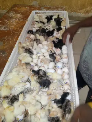Day Old Turkey
