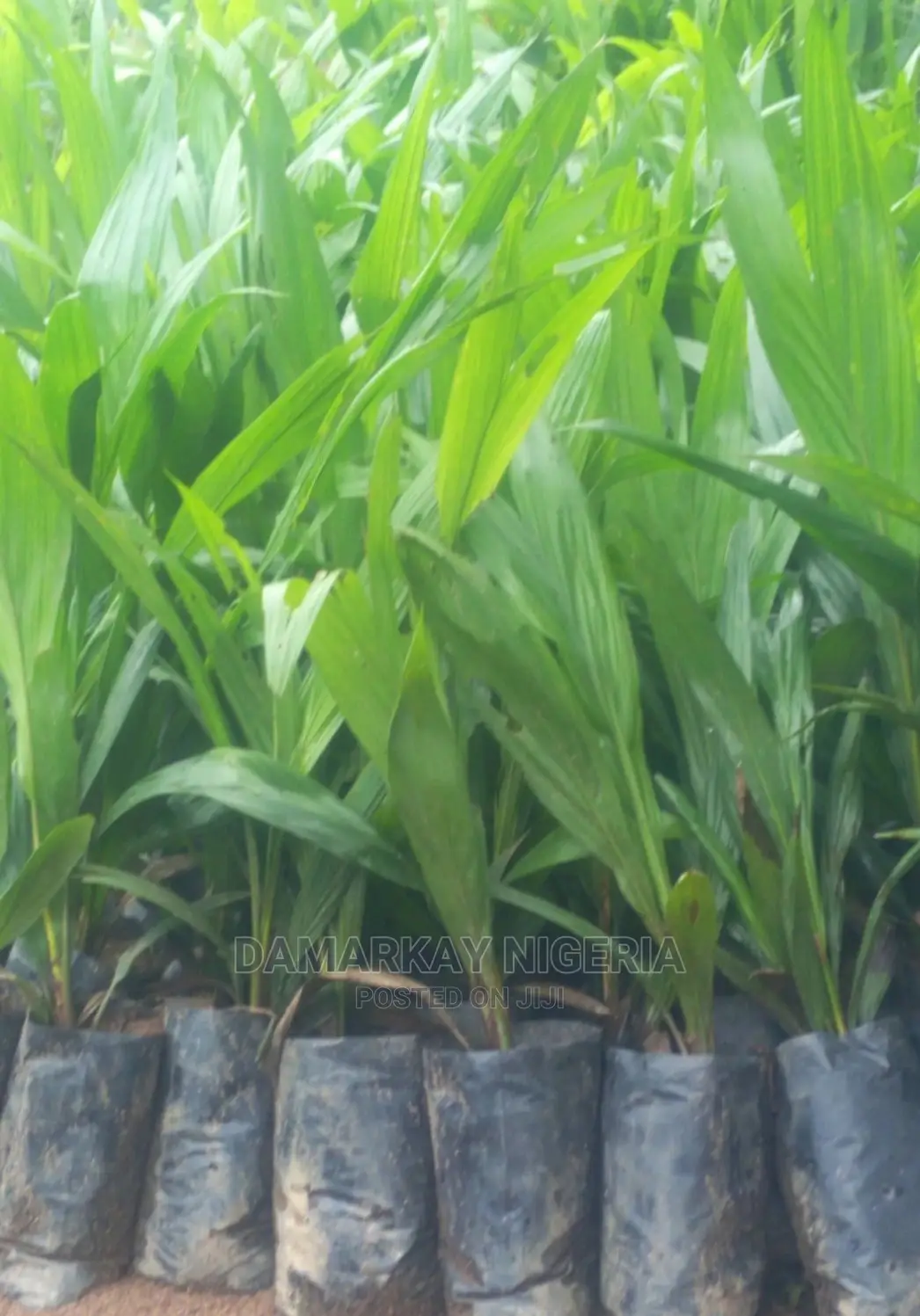 Hybrid Palm Tree /Per Stand