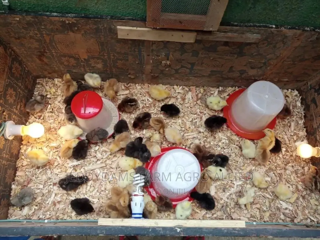 Amo Noiler Chicks
