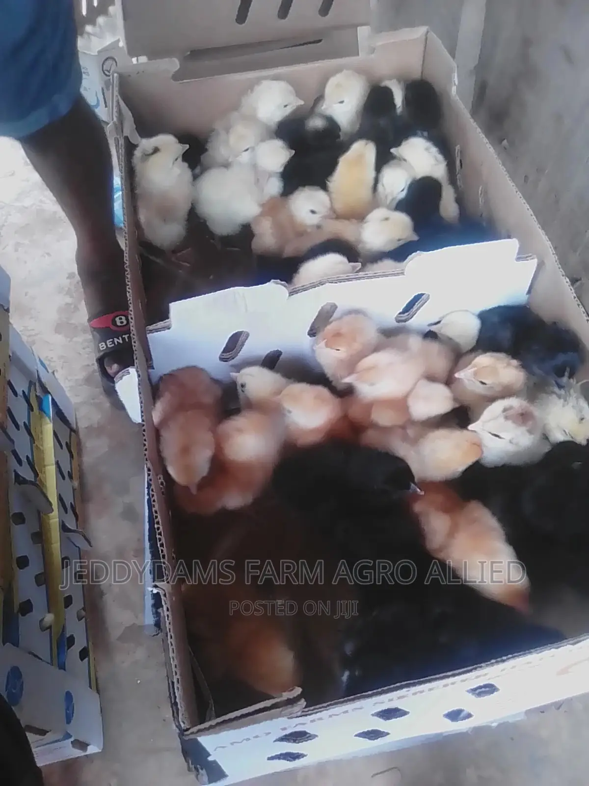 Amo Noiler Chicks