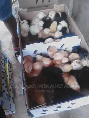 Amo Noiler Chicks