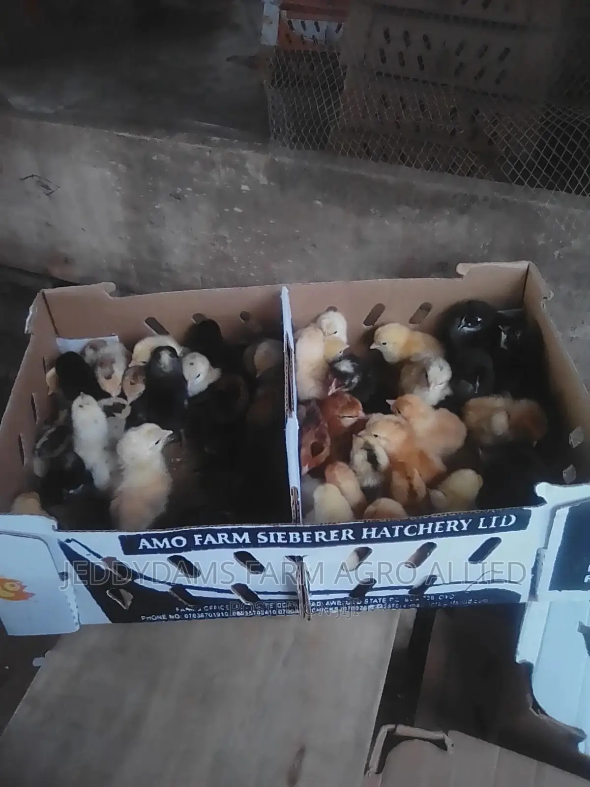 Amo Noiler Chicks