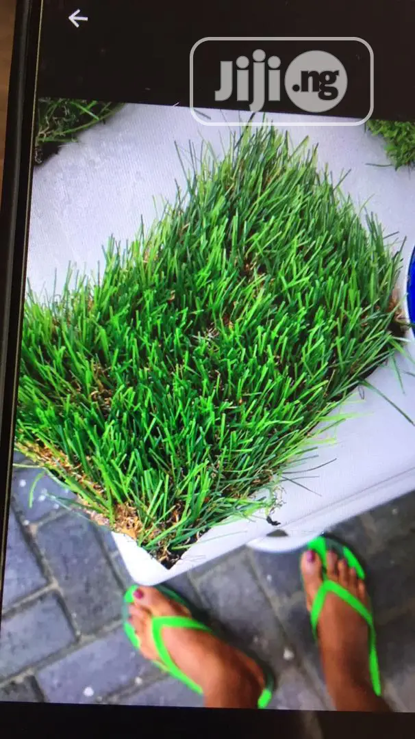 Quality Carpet Grass